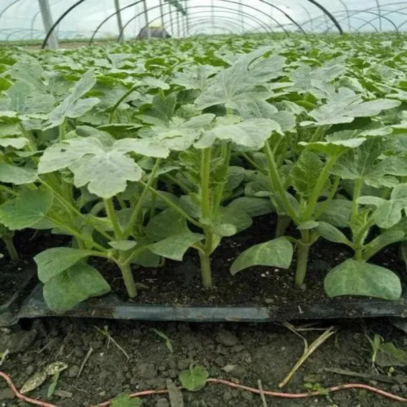 【推荐】精选微萌美都、嫁接西瓜苗，优质壮苗，苗场发货