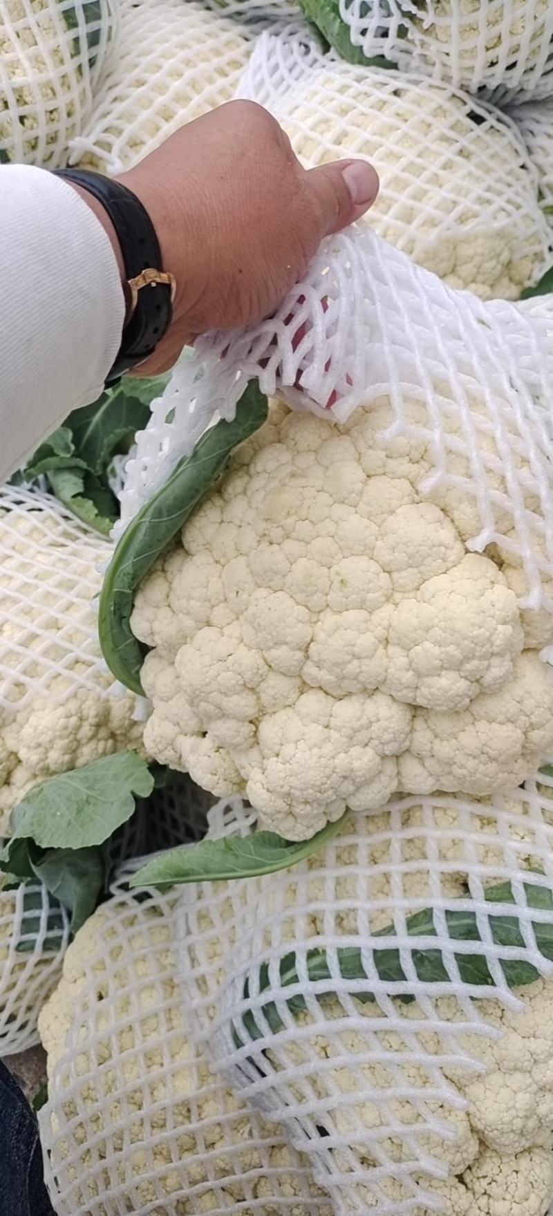 精品松花菜，有机花，青梗小米，可视频看货，发往全国各地