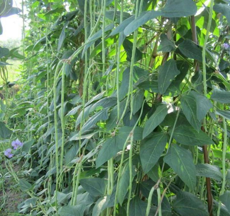 袁豇乡思菜农宝长豆角种子豇豆种子早熟抗病高产农家大田种植