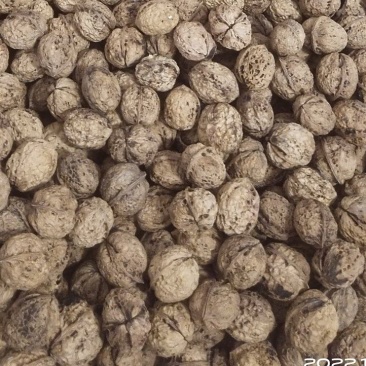 无量景福薄皮核桃