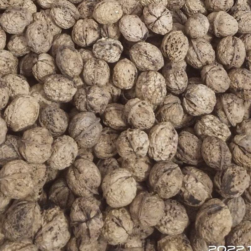 无量景福薄皮核桃