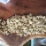 无量景福薄皮核桃