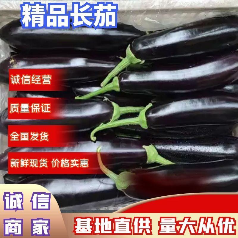 江苏省连云港市长茄大量上市长征3号黑亮型长茄
