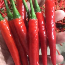 精品小米椒，大量上市，市场，商超，电商平台好货
