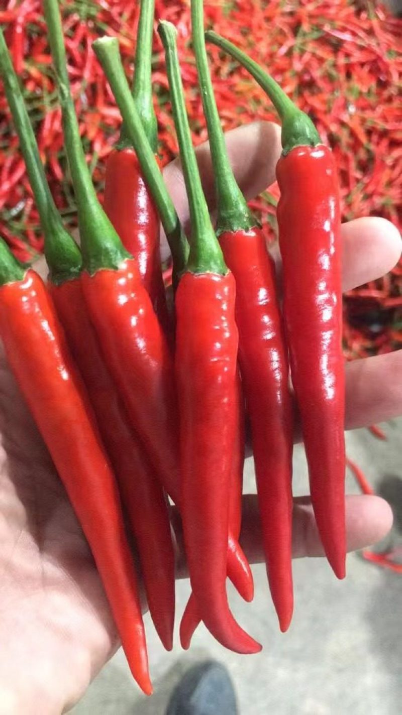 精品小米椒，大量上市，市场，商超，电商平台好货