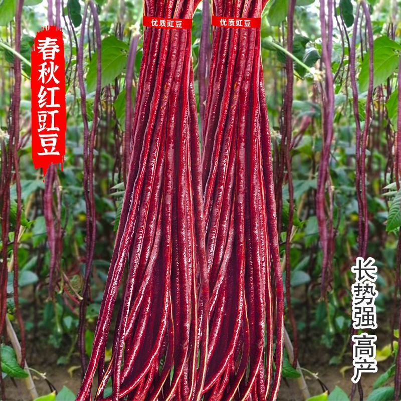 袁豇为农豇豆春秋长红长豆角种子长豇豆种子紫豇豆