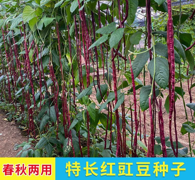袁豇为农豇豆春秋长红长豆角种子长豇豆种子紫豇豆