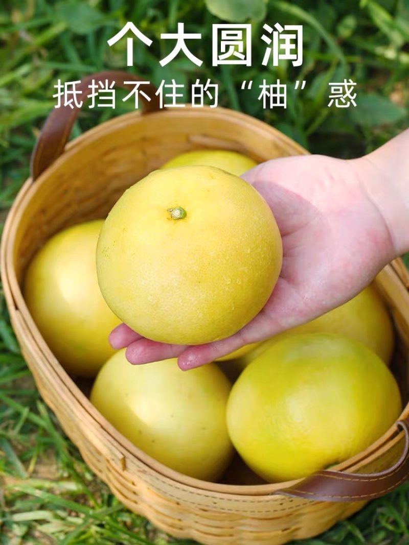 葡萄柚一件代发供应美团多多买菜社区团购