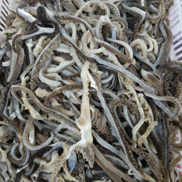 羊肚丝长期大量销售可以定做包装规格一手货源