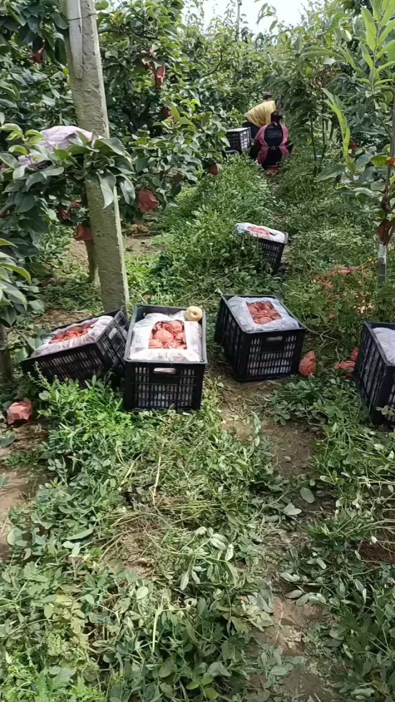 江苏省连云港市东海县纸袋晚秋黄梨大量上市中/支持电商！