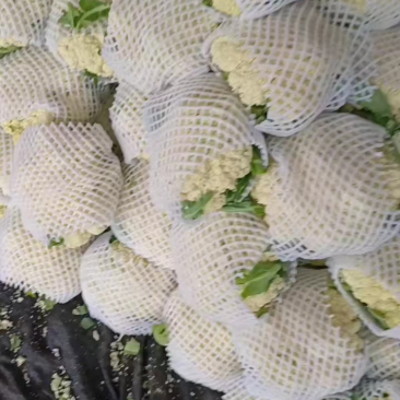 陕西三原松花菜产地发货量大从优欢迎来电
