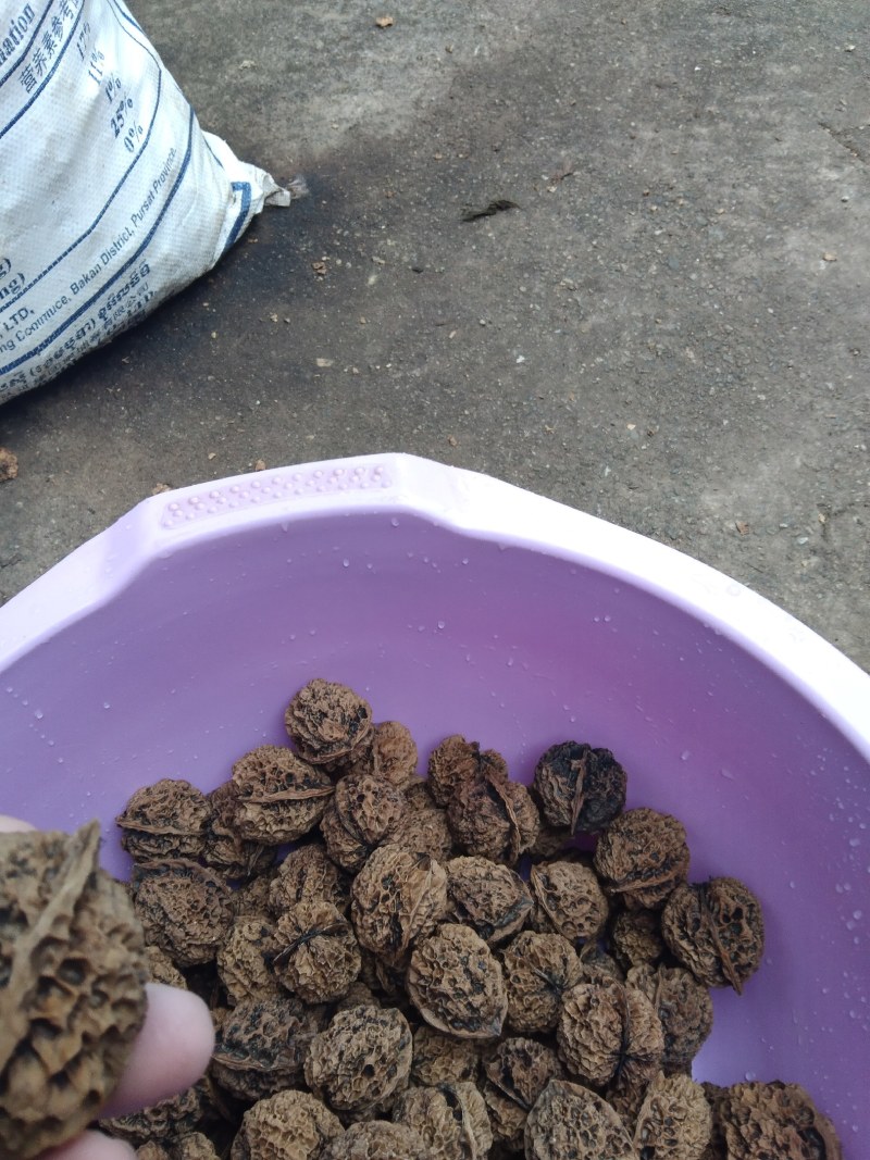 文玩核桃批发二棱三棱