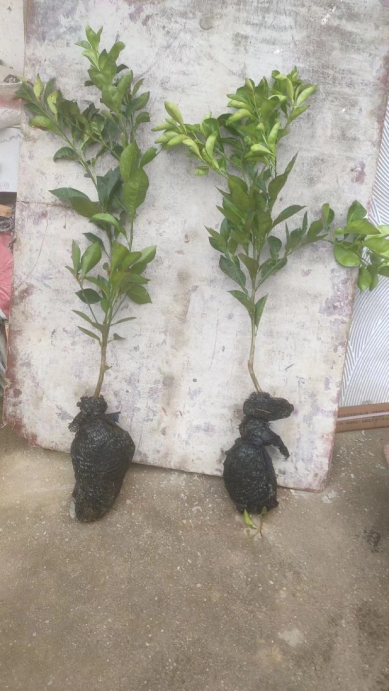 枳壳苗药用代代果当年挂果产量高诚信第一欢迎来电