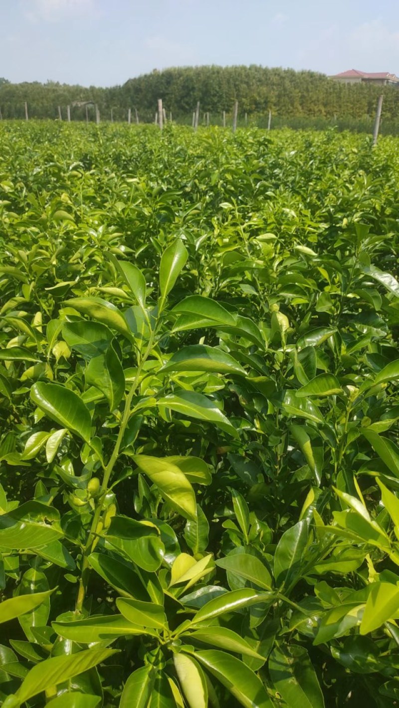 枳壳苗药用代代果当年挂果产量高诚信第一欢迎来电
