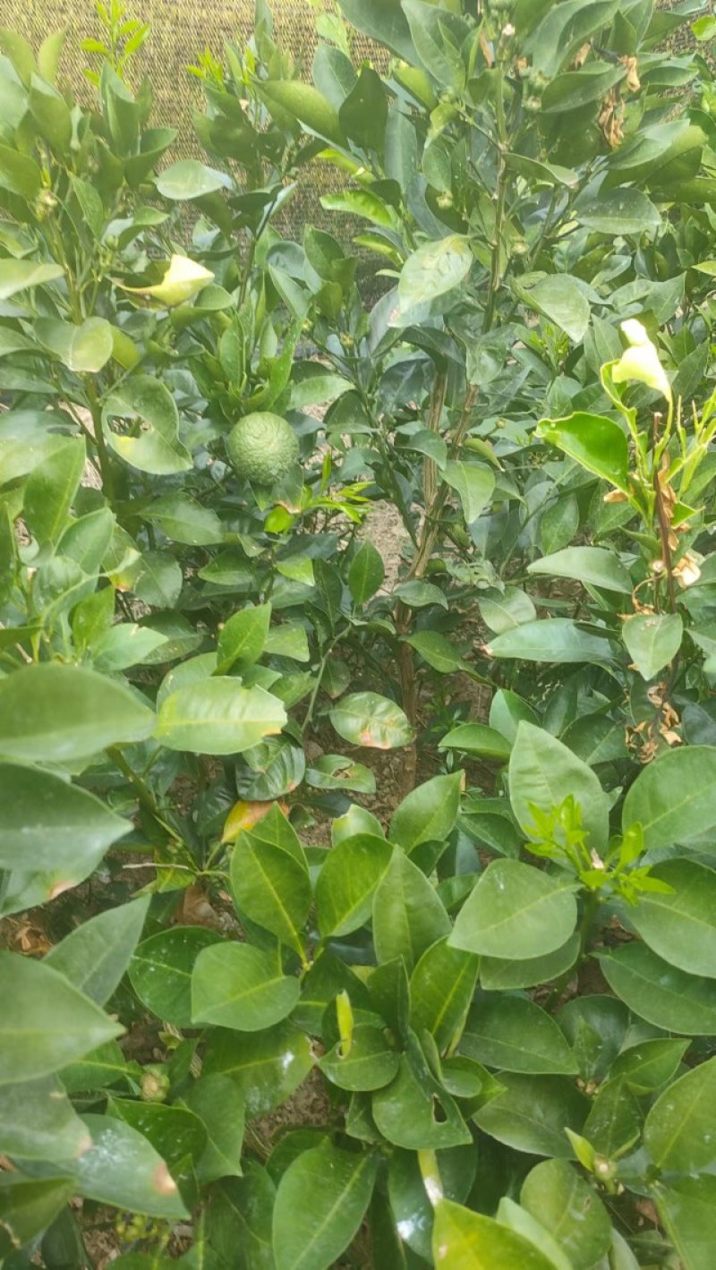 枳壳苗药用代代果当年挂果产量高诚信第一欢迎来电
