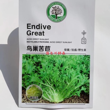 鸟巢黄心苦苣种子保健菜养生菜种子有苦味野生菜种子