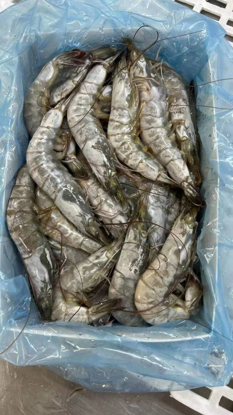 活冻对虾
