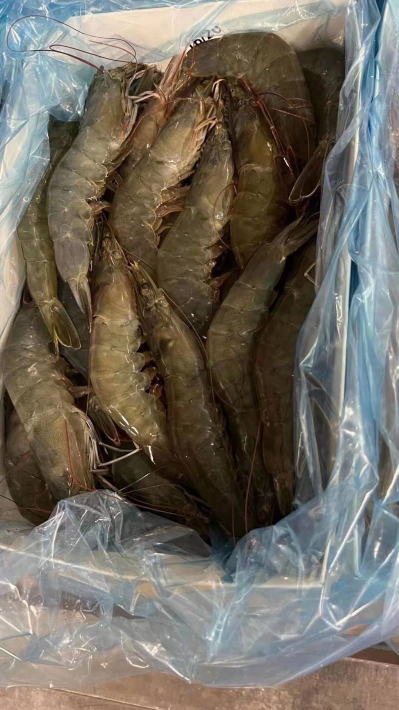 活冻对虾