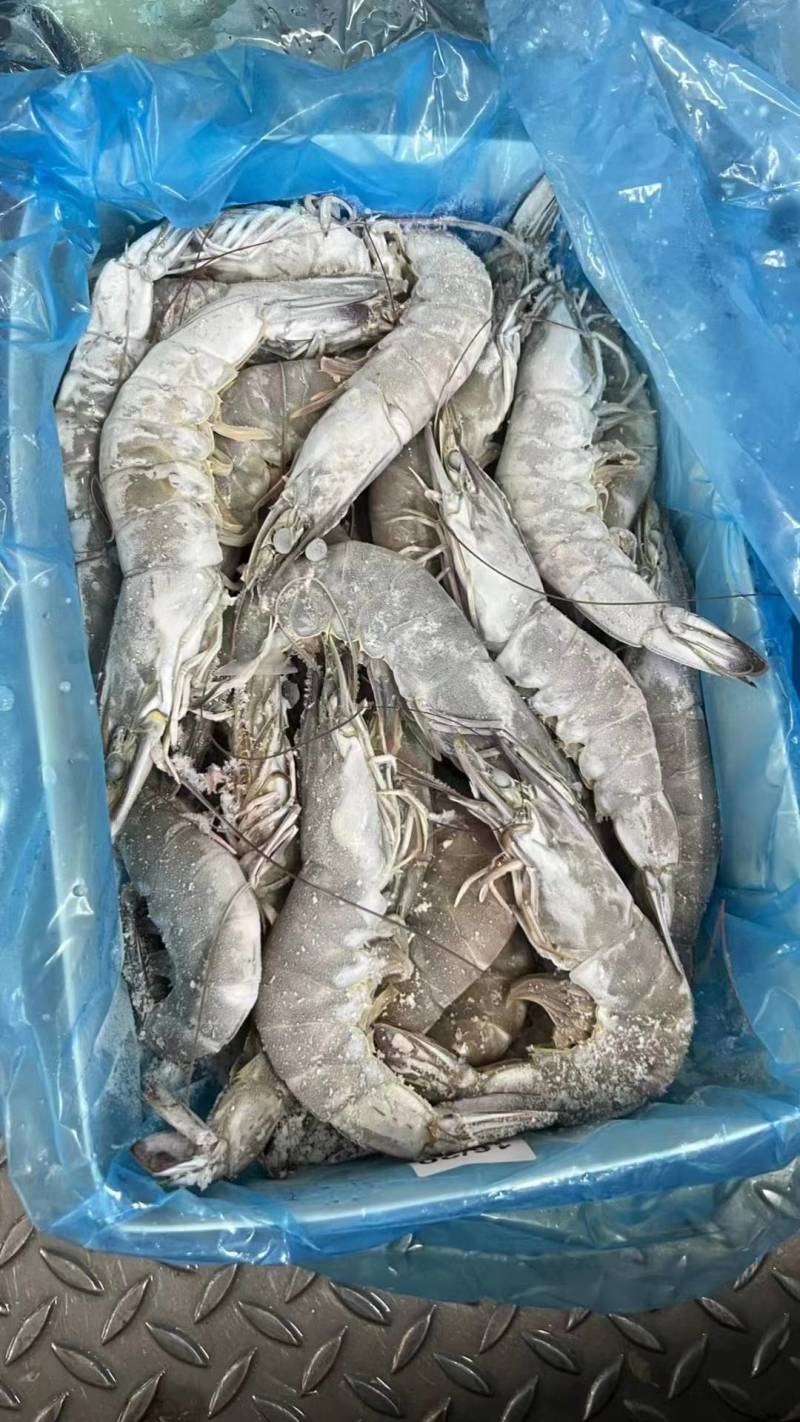 活冻对虾