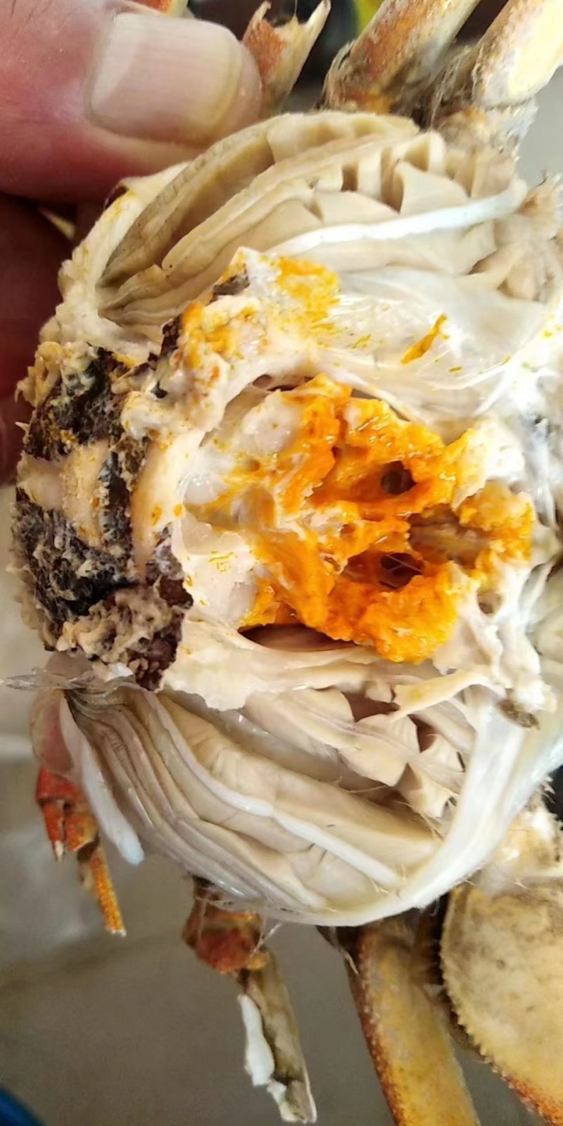 大闸蟹，产地货源，品质保证，货源充足稳定（下单请先咨询）