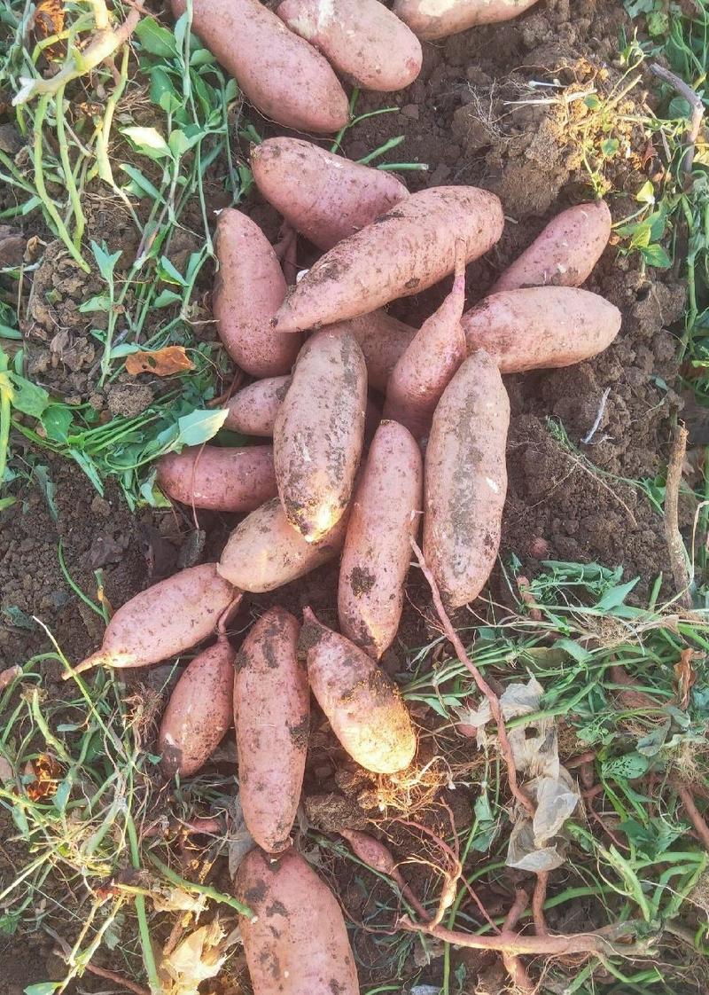 龙薯9号蜜薯九号电商养殖货红薯西瓜红加工厂紫薯