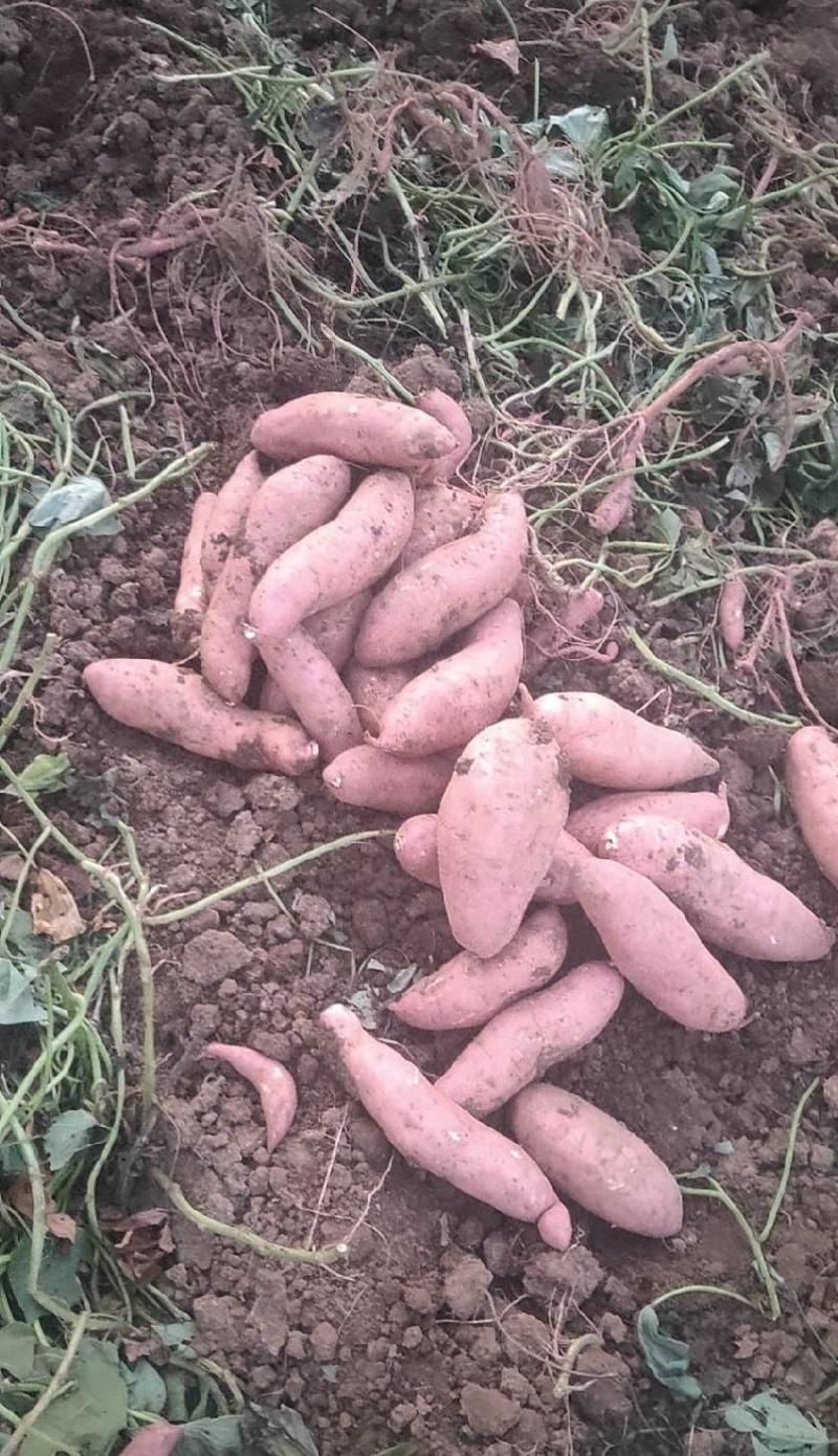 龙薯9号蜜薯九号电商养殖货红薯西瓜红加工厂紫薯