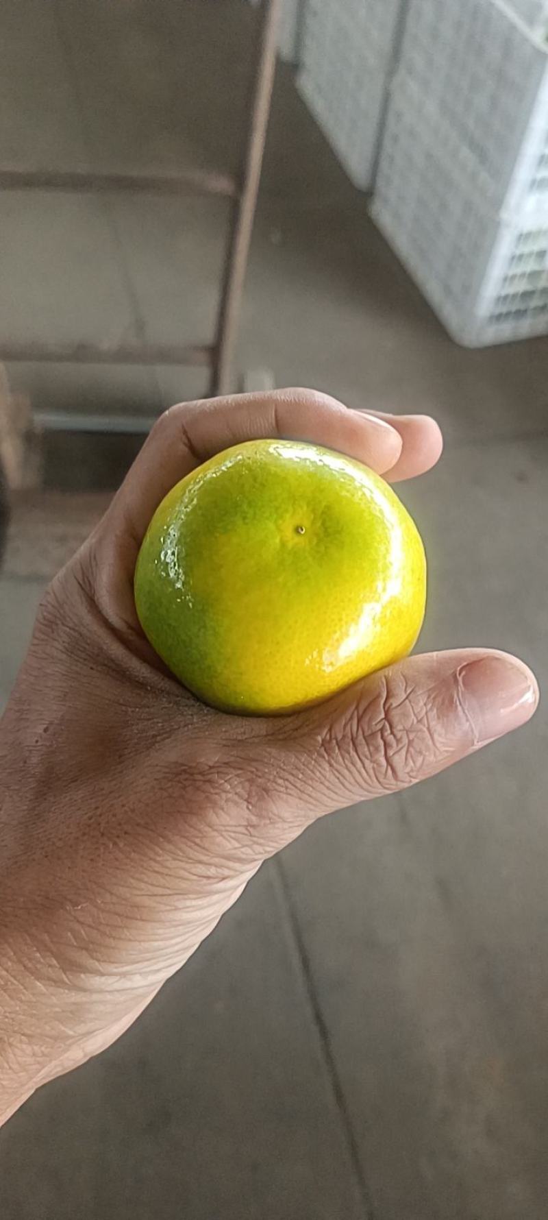 精品高山蜜橘小叶蜜橘细皮化渣果面干净合作共赢