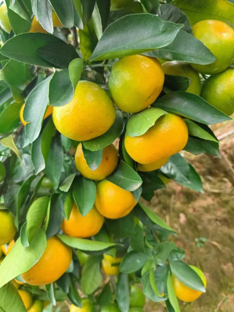精品高山蜜橘小叶蜜橘细皮化渣果面干净合作共赢