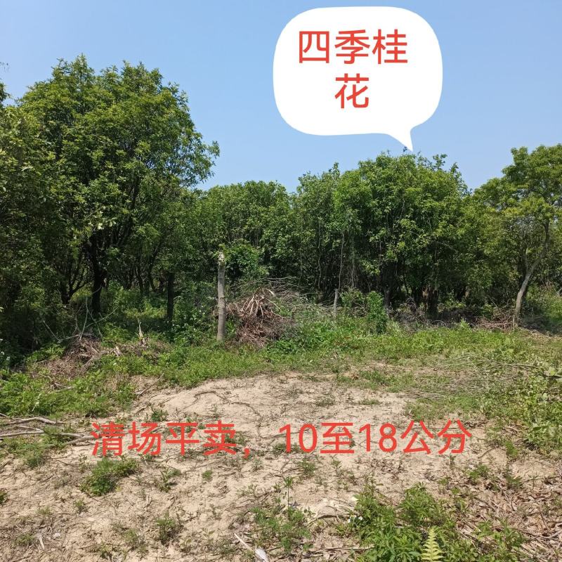 四季桂清场平卖