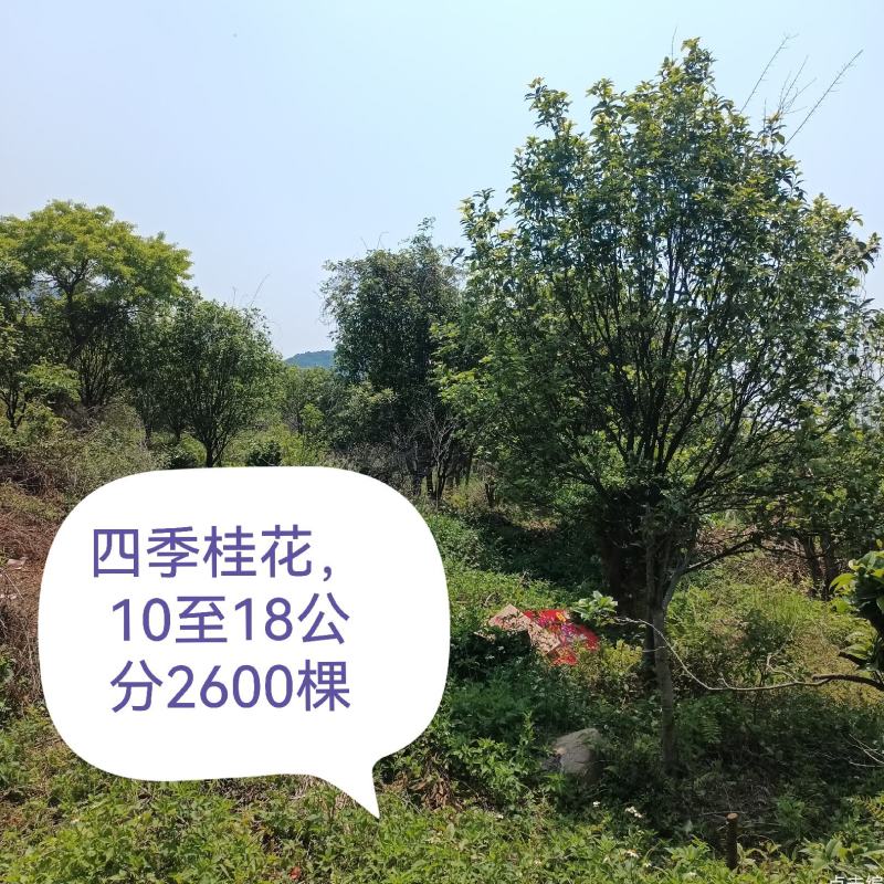 四季桂清场平卖