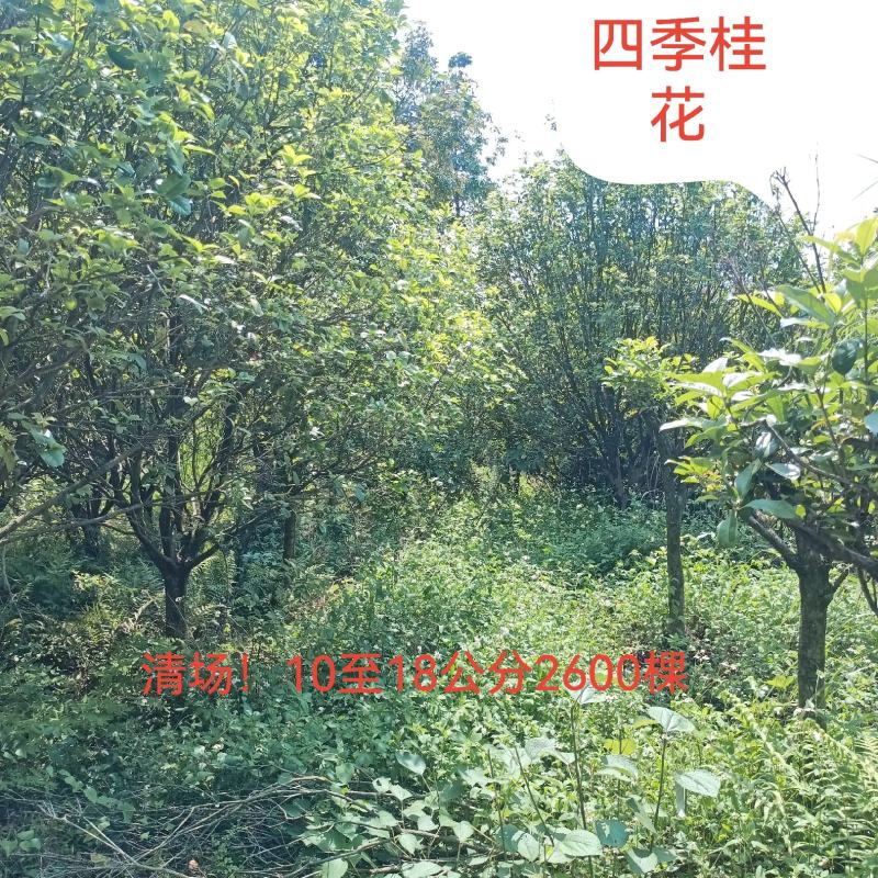 四季桂清场平卖