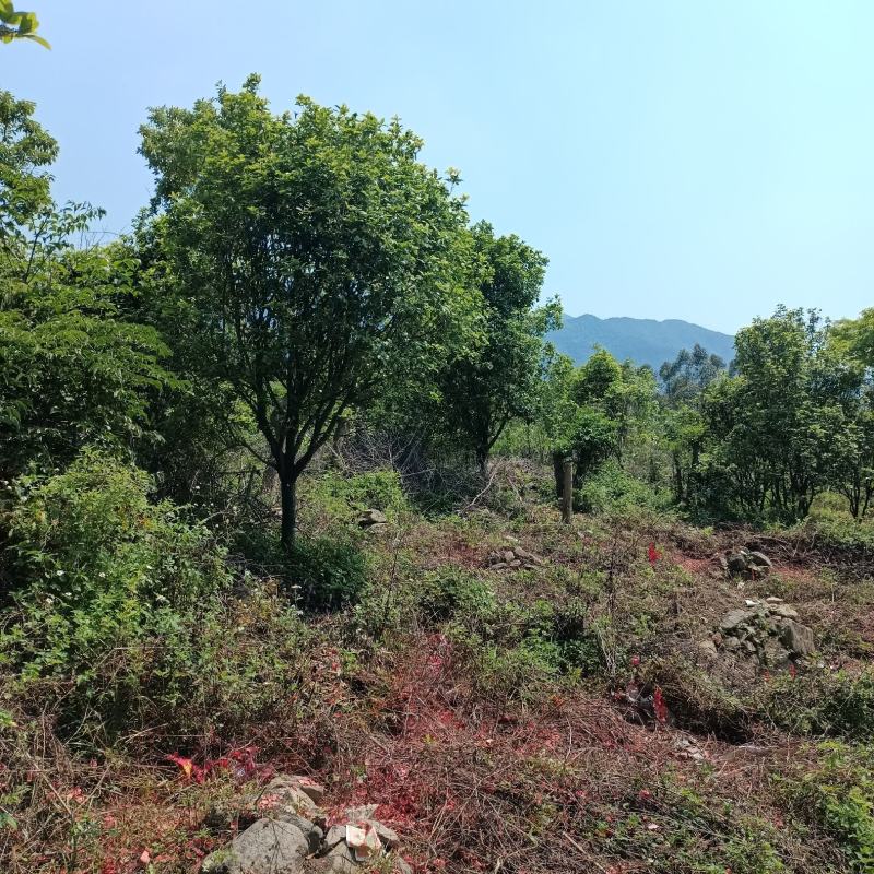 四季桂清场平卖
