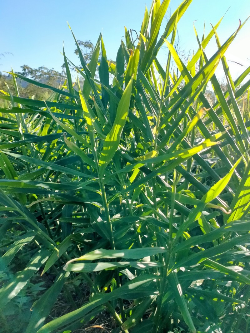 生姜