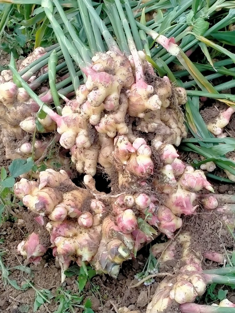 生姜