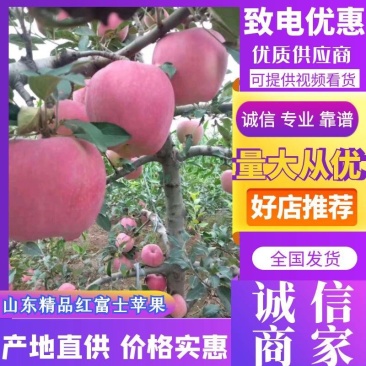 山东沂源精品红富士苹果，数量大，质量好，欢迎新朋友考察采