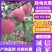 山东沂源精品红富士苹果，数量大，质量好，欢迎新朋友考察采