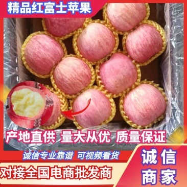 红富士苹果大量上市中产地直供量大从优欢迎老板考察采购