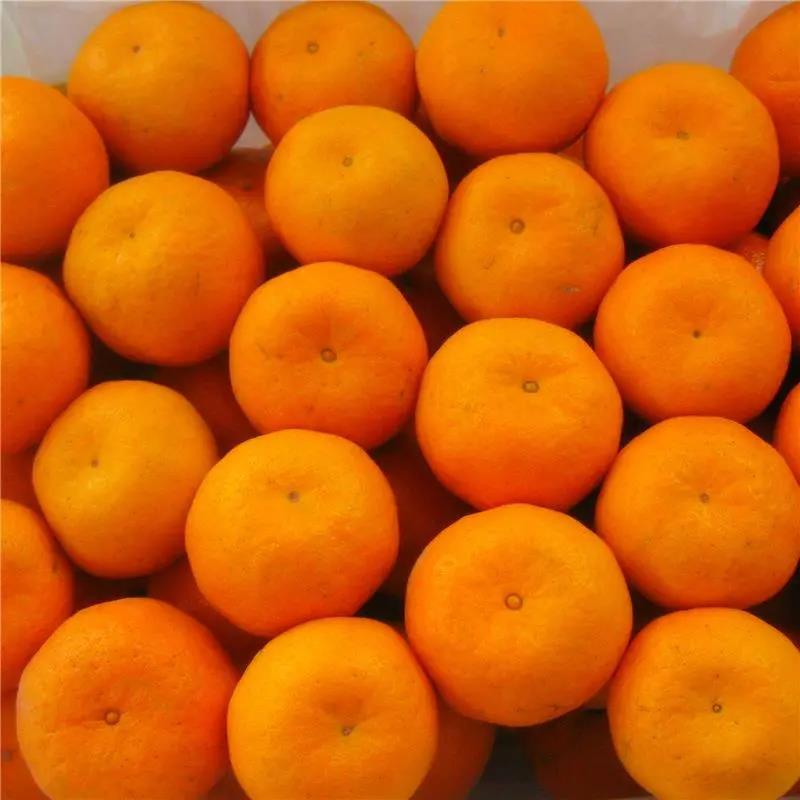 [蜜橘]高山蜜橘湖北蜜橘柑橘柑桔桔子橘子