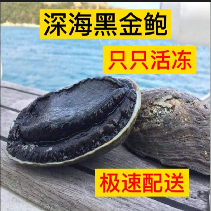 活冻黑金鲍，速冻能长期保鲜，超低价深海鲍鱼