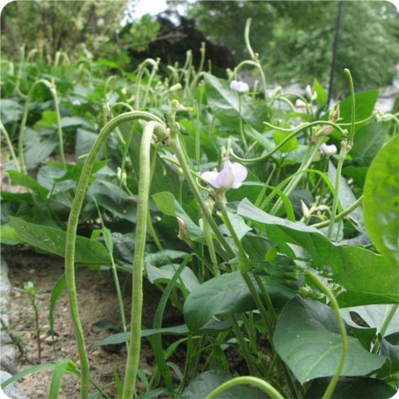 矮豇玉无架豇豆种子长豆角种籽四季播庭院阳台易种蔬菜种子