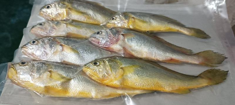 霞浦原产地黄花鱼，海面直收，7-10条一斤包装纯一手货源