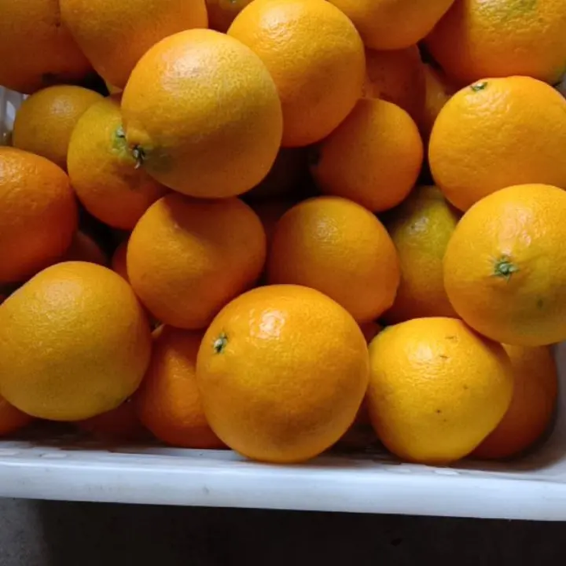 [荐]爱媛38号产地橙子量大好多汁多肉欢迎来电采