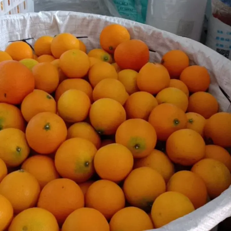 [荐]爱媛38号产地橙子量大好多汁多肉欢迎来电采