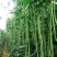 压塌架豇豆种子高产小叶长豆角种籽菜园大田春夏秋四季种植