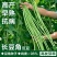 真翠7号豇豆种子真正翠绿长豆角种子高产耐热耐湿长绿豆角