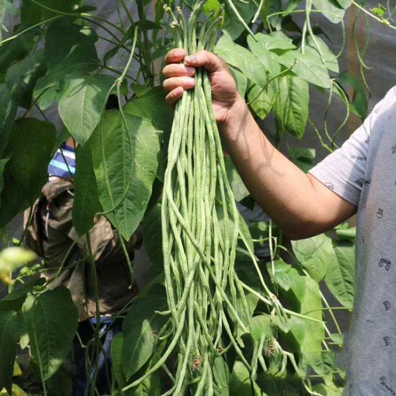 老菜农小叶高产王豇豆种子早中熟荚翠绿顺直无鼠尾家庭蔬菜用