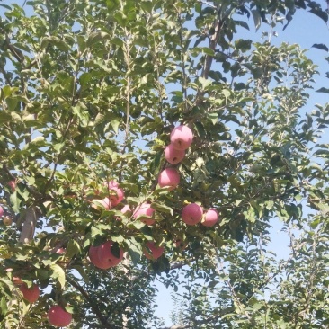红富士苹果