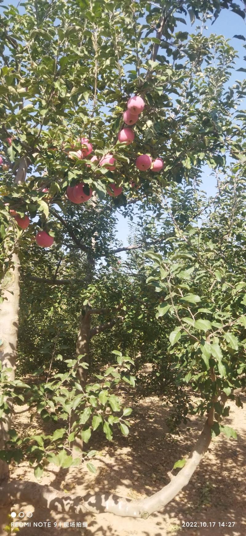 红富士苹果
