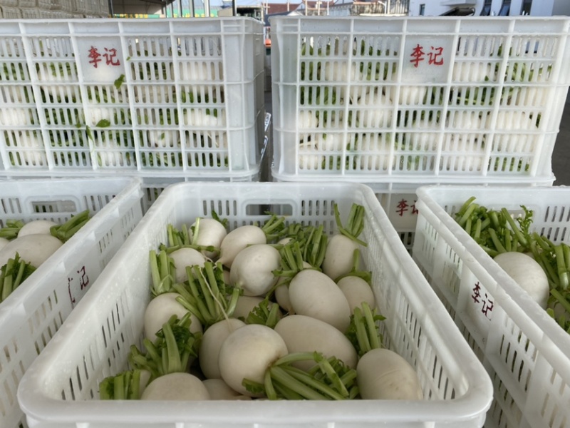 白圆罗卜-白、嫩、脆，单位经营，上千亩基地，特有的沙土种植