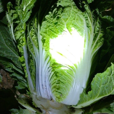 i黄心大白菜